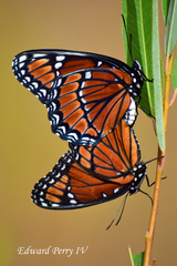 Limenitis archippus floridensis