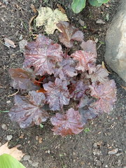 Heuchera