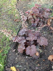 Heuchera