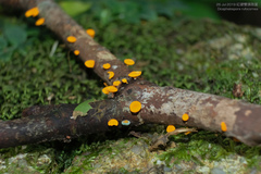 Dicephalospora rufocornea