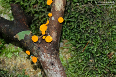 Dicephalospora rufocornea