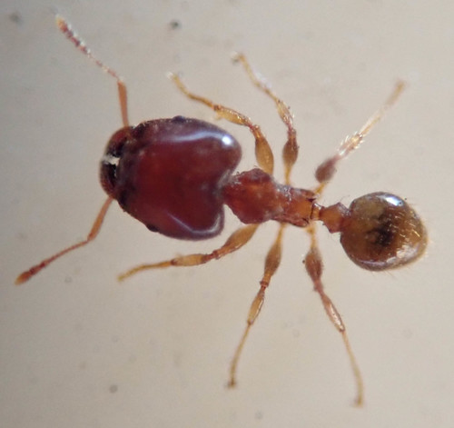 African Big-headed Ant