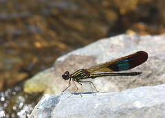 Rhinocypha unimaculata