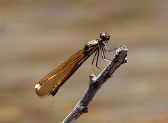 Rhinocypha unimaculata