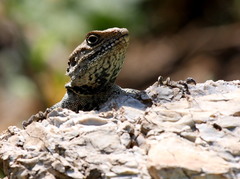 Laudakia tuberculata