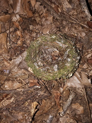 Terpsiphone atrocaudata