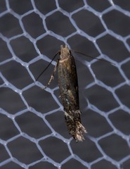 Aproaerema simplexella