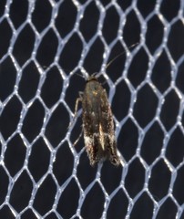 Aproaerema simplexella