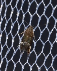 Aproaerema simplexella