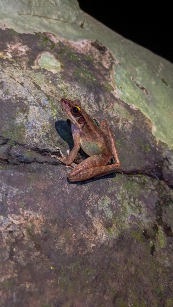 Gunther's Borneo Frog (Meristogenys jerboa)