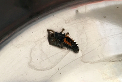 Harmonia axyridis