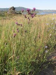 Centaurea scabiosa adpressa