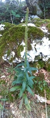 Digitalis micrantha