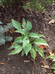 Hosta