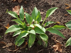 Hosta