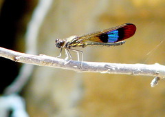 Rhinocypha unimaculata