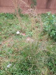 Sporobolus pyramidalis