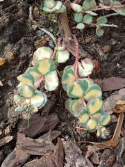 Hylotelephium sieboldii