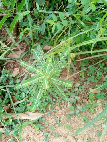 Phyllanthus urinaria image