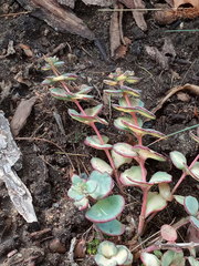 Hylotelephium sieboldii
