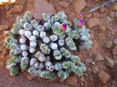 Antimima ivori