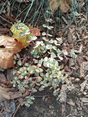 Hylotelephium sieboldii
