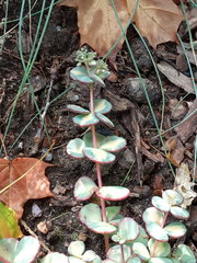Hylotelephium sieboldii