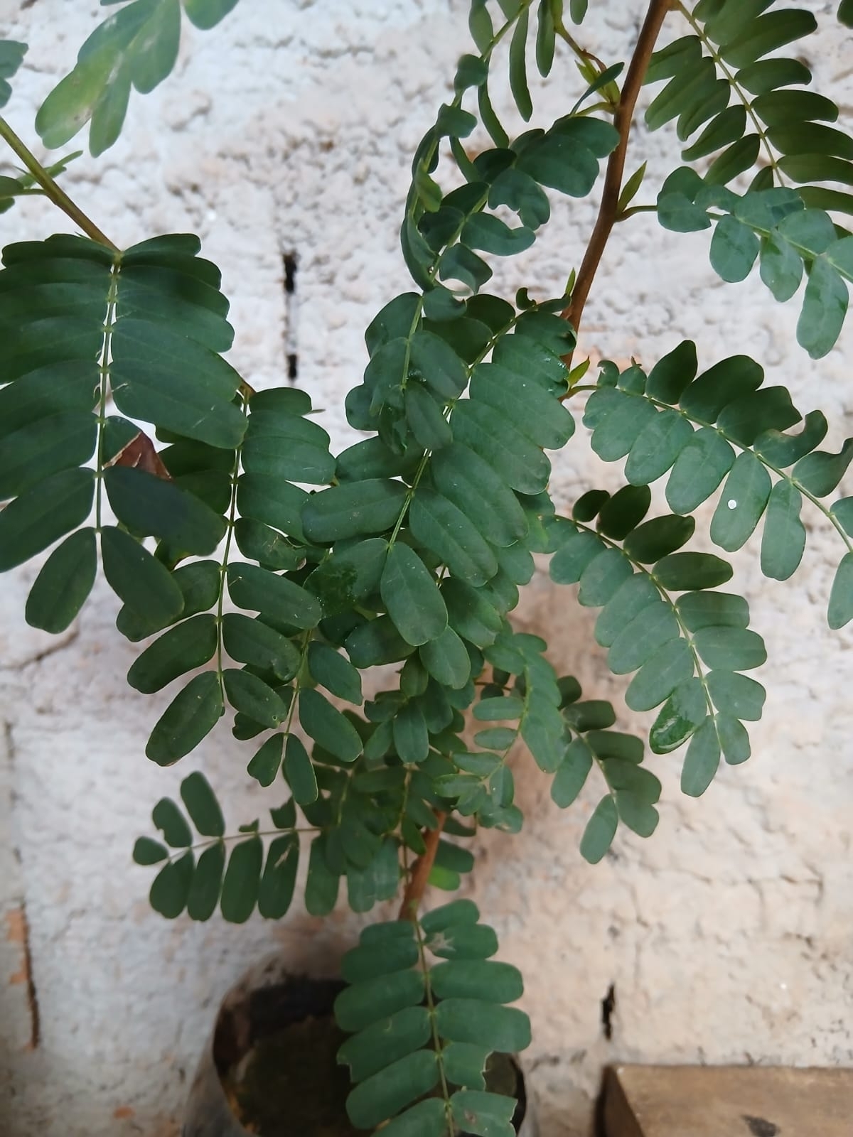 Tamarindus indica