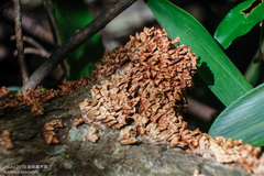 Xylobolus spectabilis