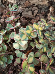 Hylotelephium sieboldii