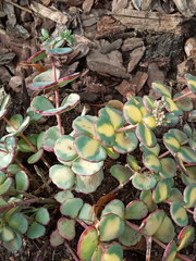 Hylotelephium sieboldii