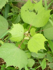 Triumfetta rhomboidea