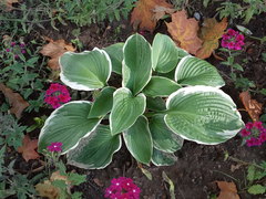 Hosta