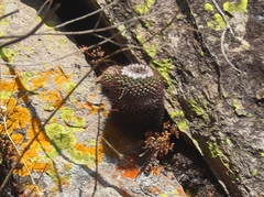 Mammillaria scrippsiana