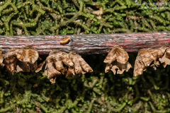 Xylobolus spectabilis