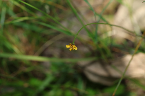 Image of Glossocardia bidens by (c) Greg Tasney, some rights reserved (CC BY-SA)