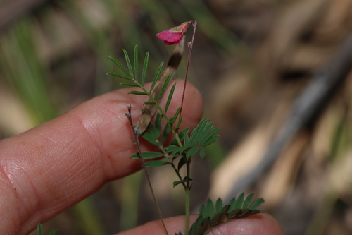 Image of Tephrosia filipes by (c) Greg Tasney, some rights reserved (CC BY-SA)
