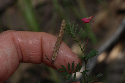 Image of Tephrosia filipes by (c) Greg Tasney, some rights reserved (CC BY-SA)