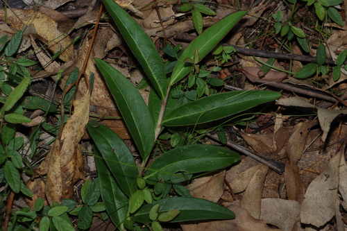 Image of Eremophila debilis by (c) Greg Tasney, some rights reserved (CC BY-SA)