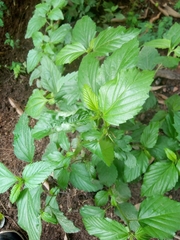 Malvastrum coromandelianum