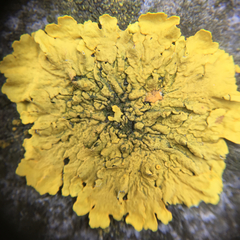 Xanthoria parietina