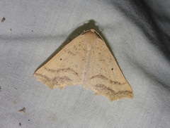 Prochoerodes truxaliata