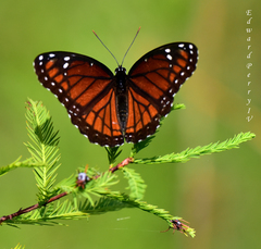 Limenitis archippus floridensis