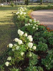 Hydrangea