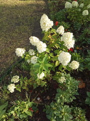 Hydrangea