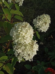 Hydrangea