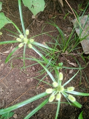 Cyperus