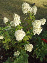 Hydrangea