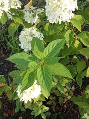 Hydrangea