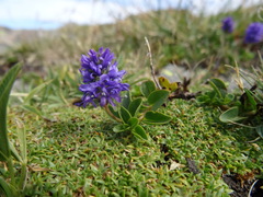 Veronica allionii